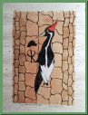 ivory billed woodpecker.JPG